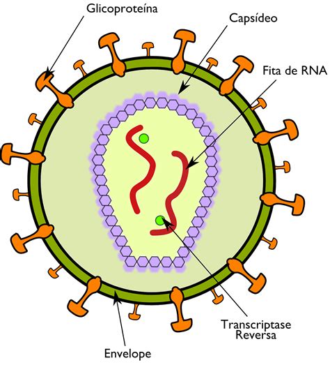 o hiv é um exemplo de vírus envelopado marque a alternativa que explica corretamente essa definição